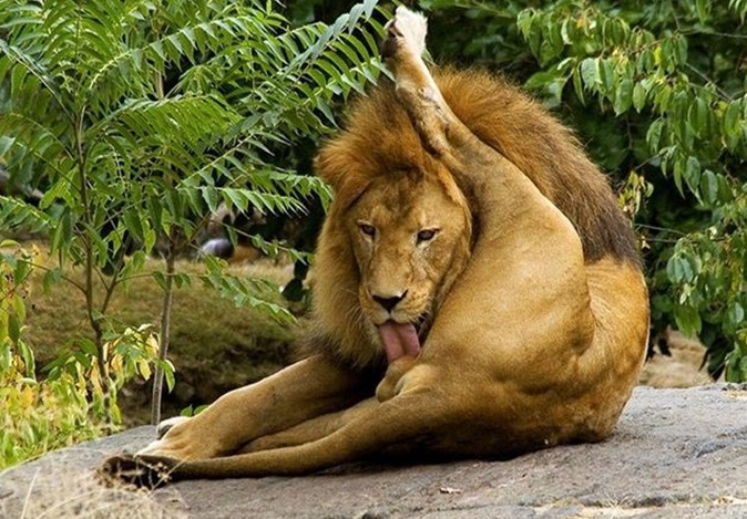 lion-licking-his-balls.jpg