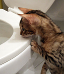 Kitten Toilet