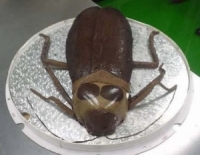 Cockroach Cake 1