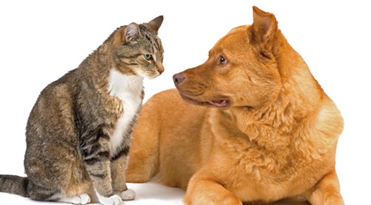 cat versus dog