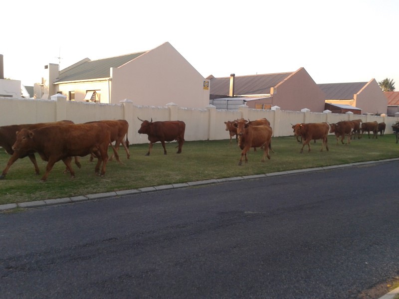 cows walking in gordon's bay suburb 2