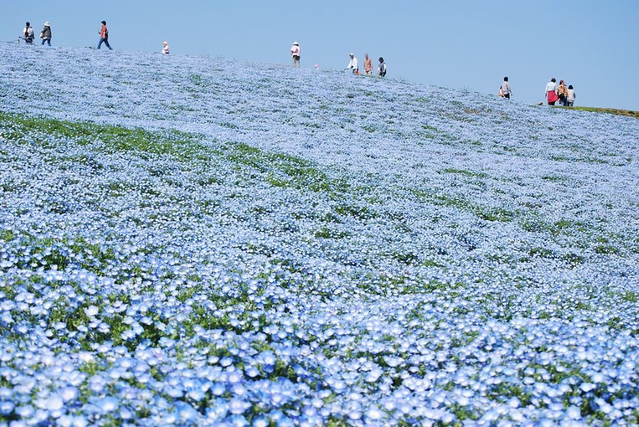Hitachi Seaside Park in Hitachinaka, Ibaraki, Japan - nemophila baby blue-eyes flowers 2