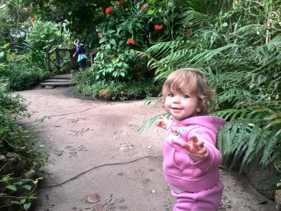 IMG_20150531_141827 toddler emily lotter at butterfly world