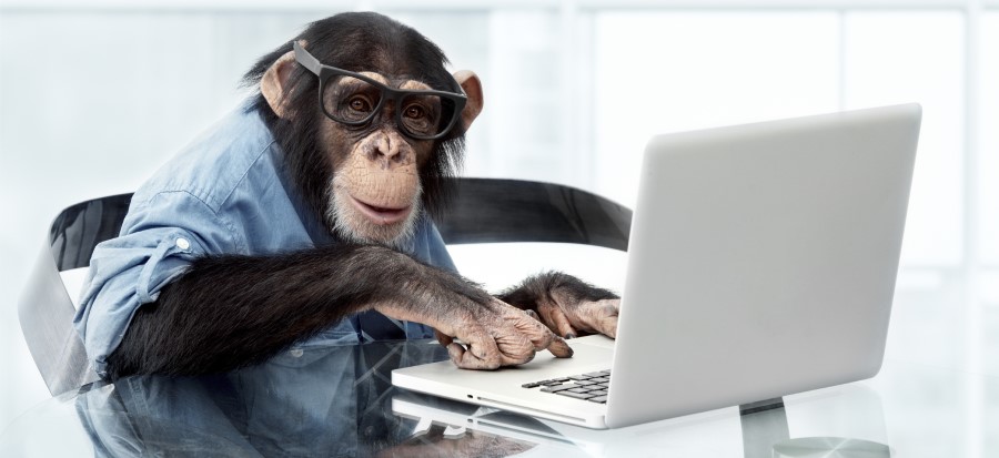 chimpanzee using a laptop to fix a problem