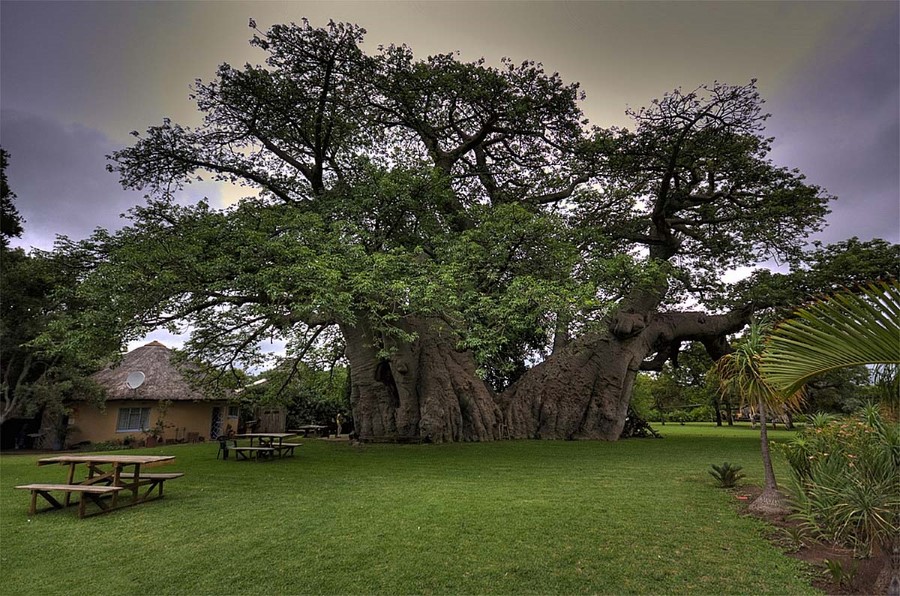 massive sunland baobab bar tree near modjadjiskloof in limpopo south africa 1
