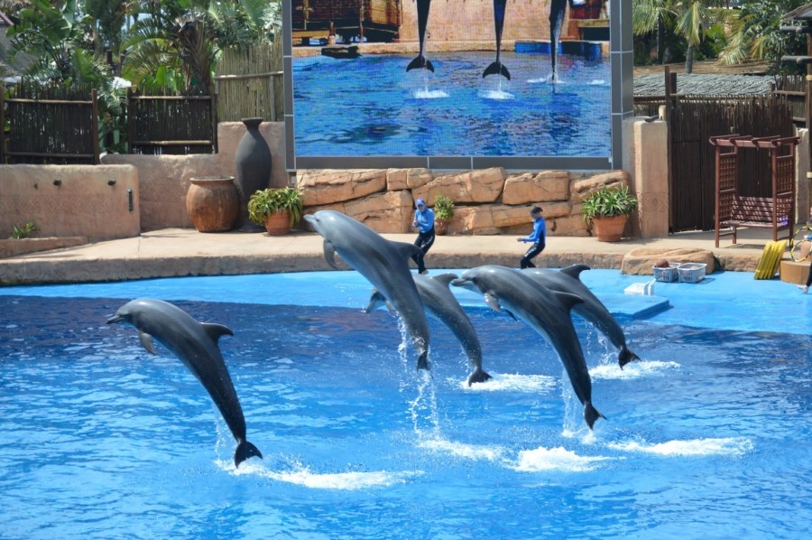 dolphin-show-at-ushaka-marine-world-theme-park-in-durban-south-africa