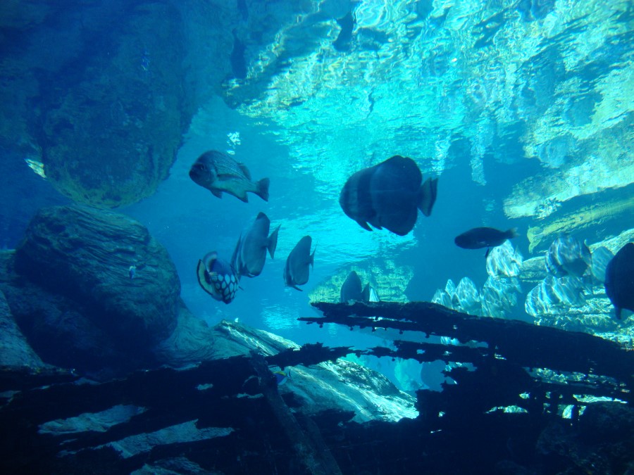 fish-tank-at-ushaka-marine-world-theme-park-in-durban-south-africa