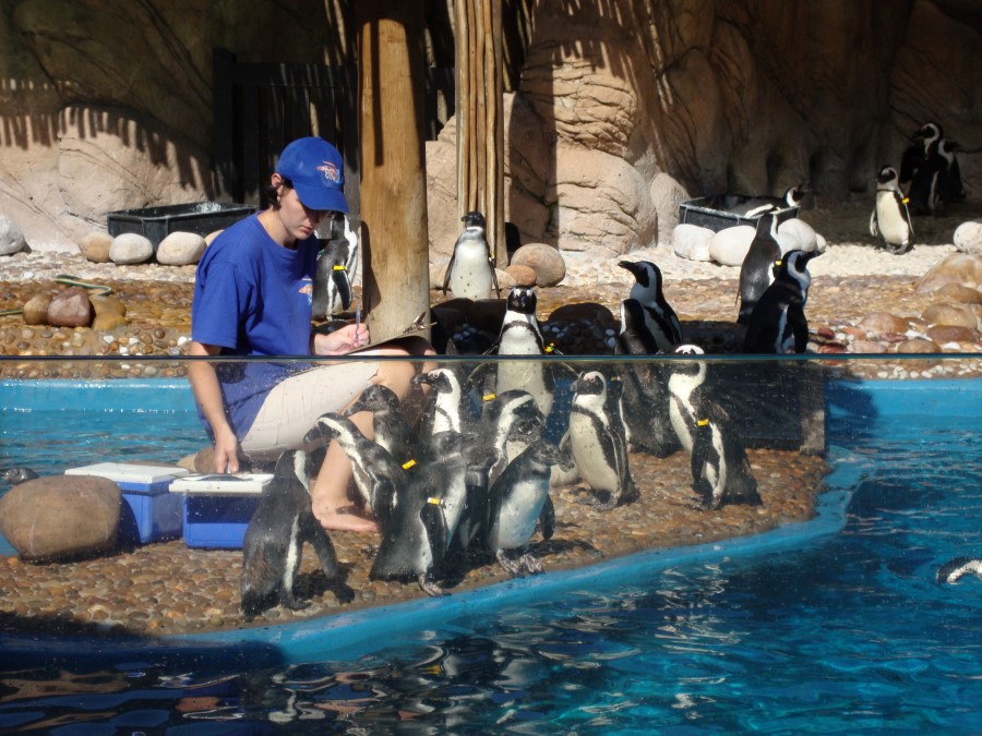 penguins-at-ushaka-marine-world-theme-park-in-durban-south-africa